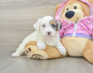 8 week old Mini Aussiedoodle Puppy For Sale - Seaside Pups