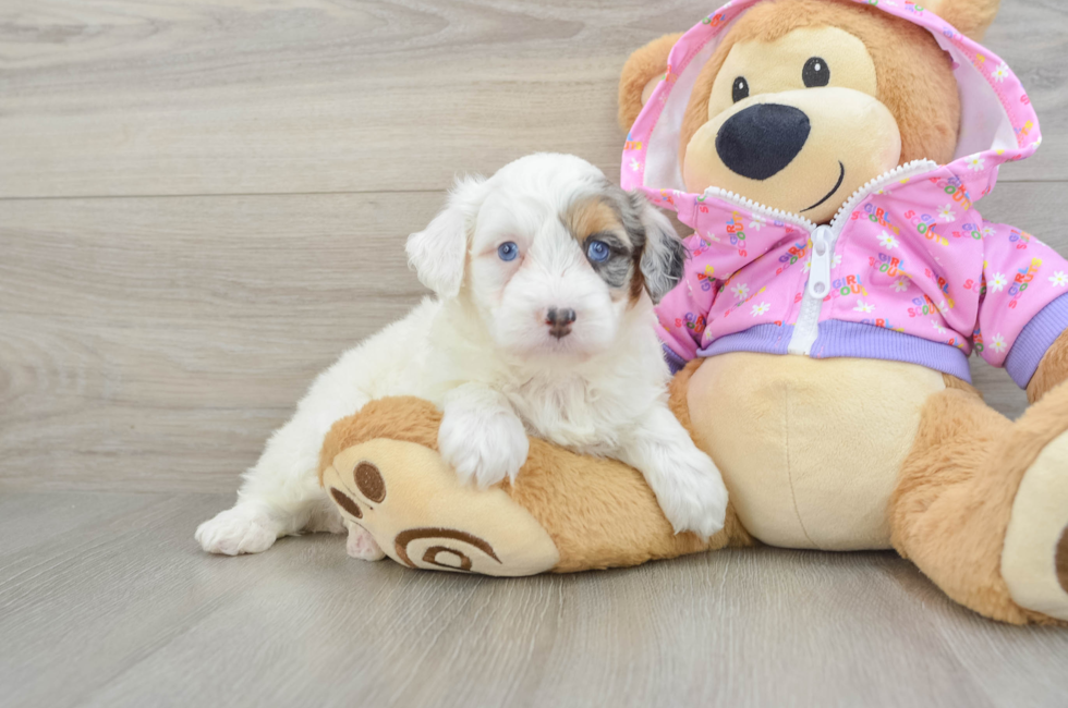 6 week old Mini Aussiedoodle Puppy For Sale - Seaside Pups