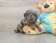 9 week old Mini Aussiedoodle Puppy For Sale - Seaside Pups