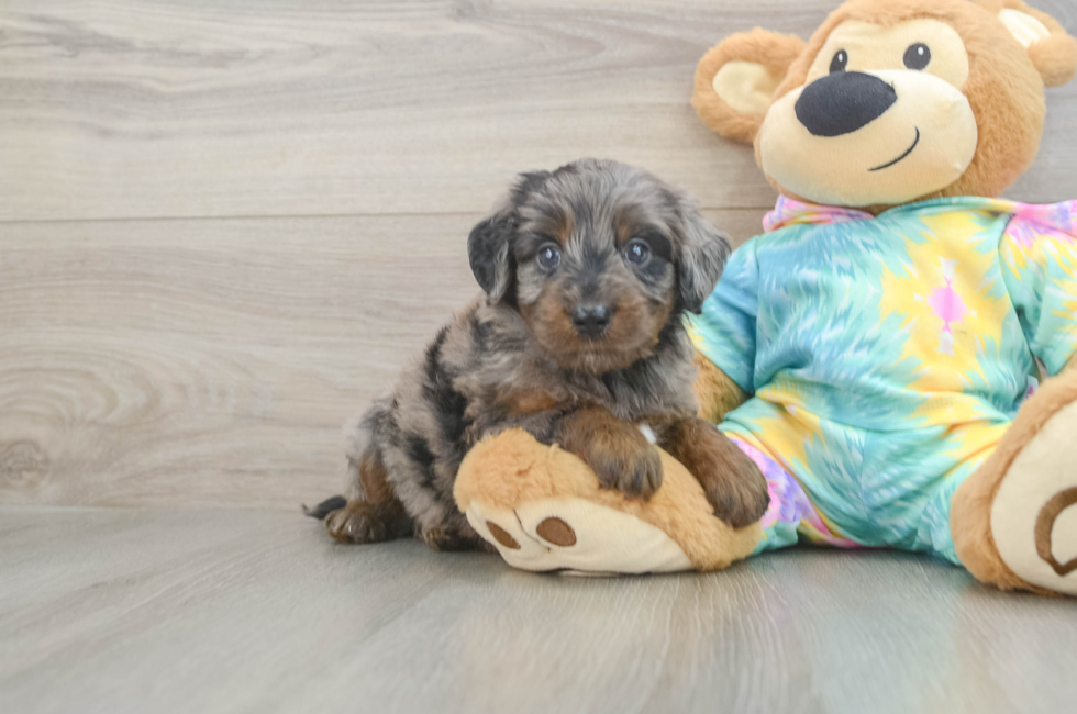 5 week old Mini Aussiedoodle Puppy For Sale - Seaside Pups