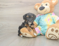 7 week old Mini Aussiedoodle Puppy For Sale - Seaside Pups