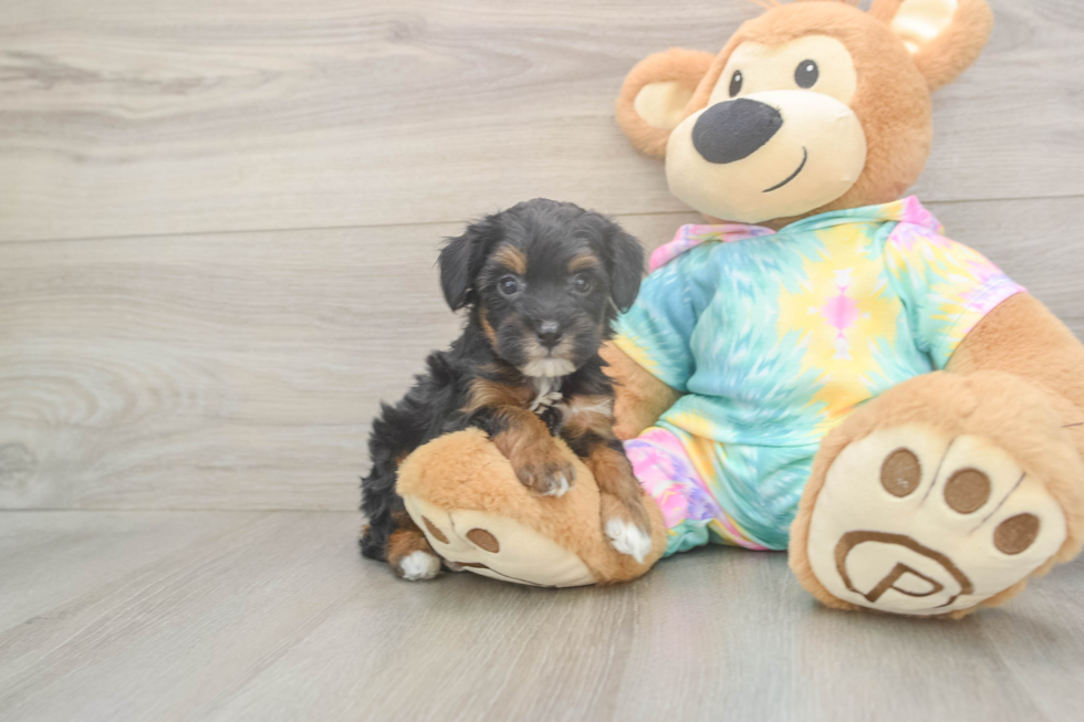Mini Aussiedoodle Puppy for Adoption