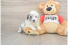 Hypoallergenic Aussiepoo Poodle Mix Puppy