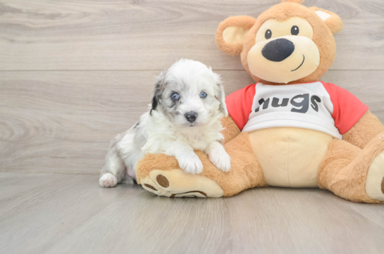 Hypoallergenic Aussiepoo Poodle Mix Puppy