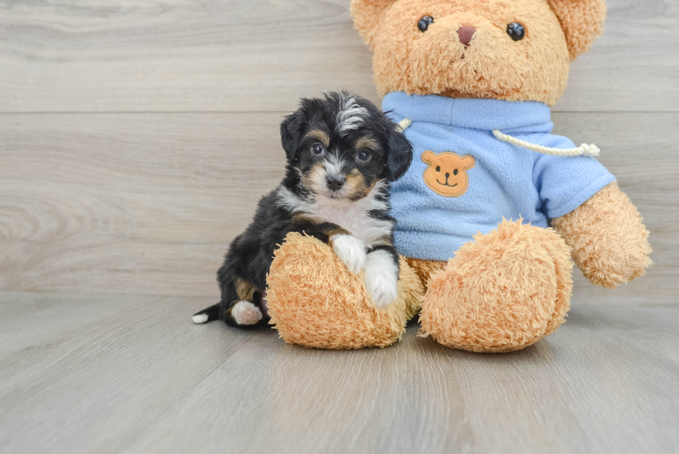 Best Mini Aussiedoodle Baby