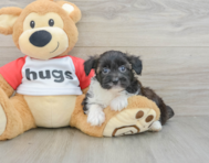 8 week old Mini Aussiedoodle Puppy For Sale - Seaside Pups