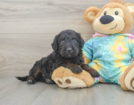 8 week old Mini Aussiedoodle Puppy For Sale - Seaside Pups