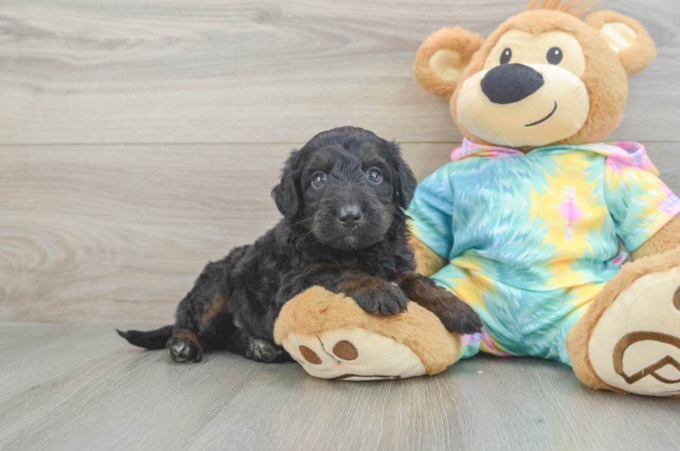 5 week old Mini Aussiedoodle Puppy For Sale - Seaside Pups