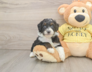 8 week old Mini Aussiedoodle Puppy For Sale - Seaside Pups