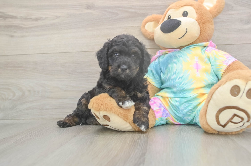 5 week old Mini Aussiedoodle Puppy For Sale - Seaside Pups