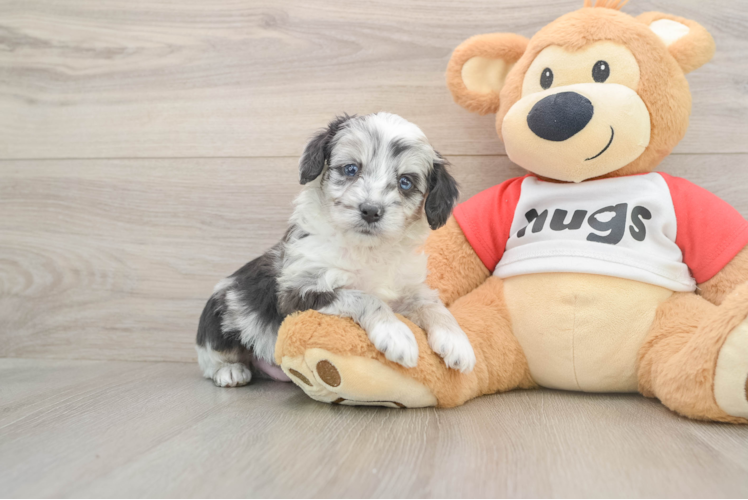 Energetic Aussie Poo Poodle Mix Puppy