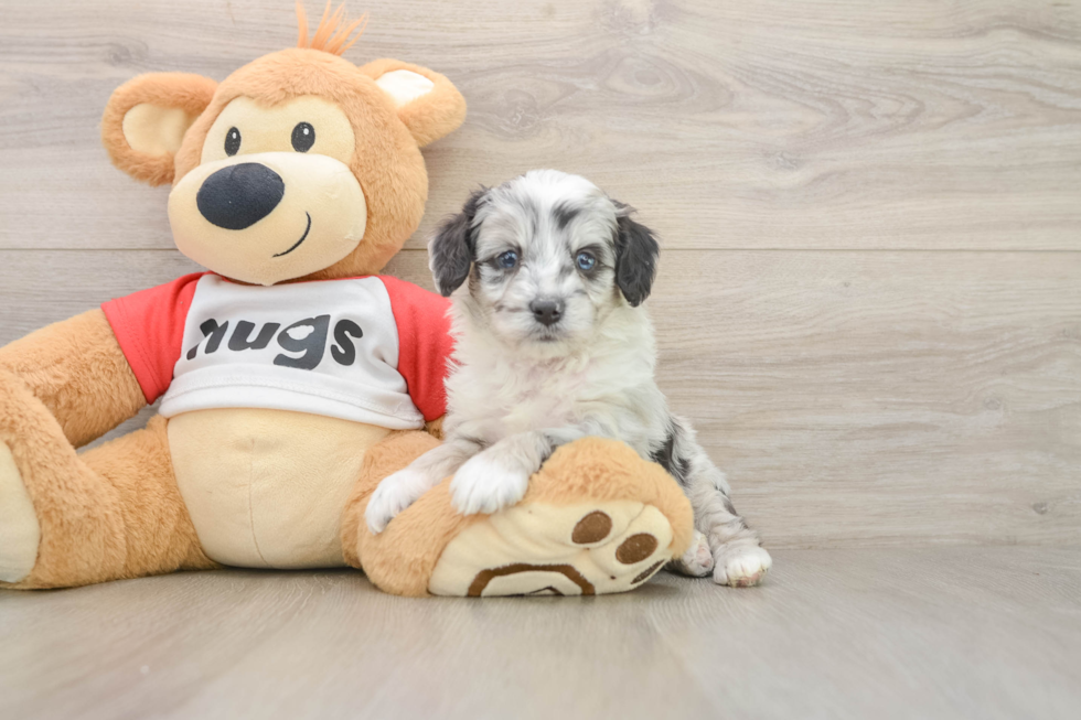 Mini Aussiedoodle Pup Being Cute