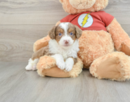 7 week old Mini Aussiedoodle Puppy For Sale - Seaside Pups