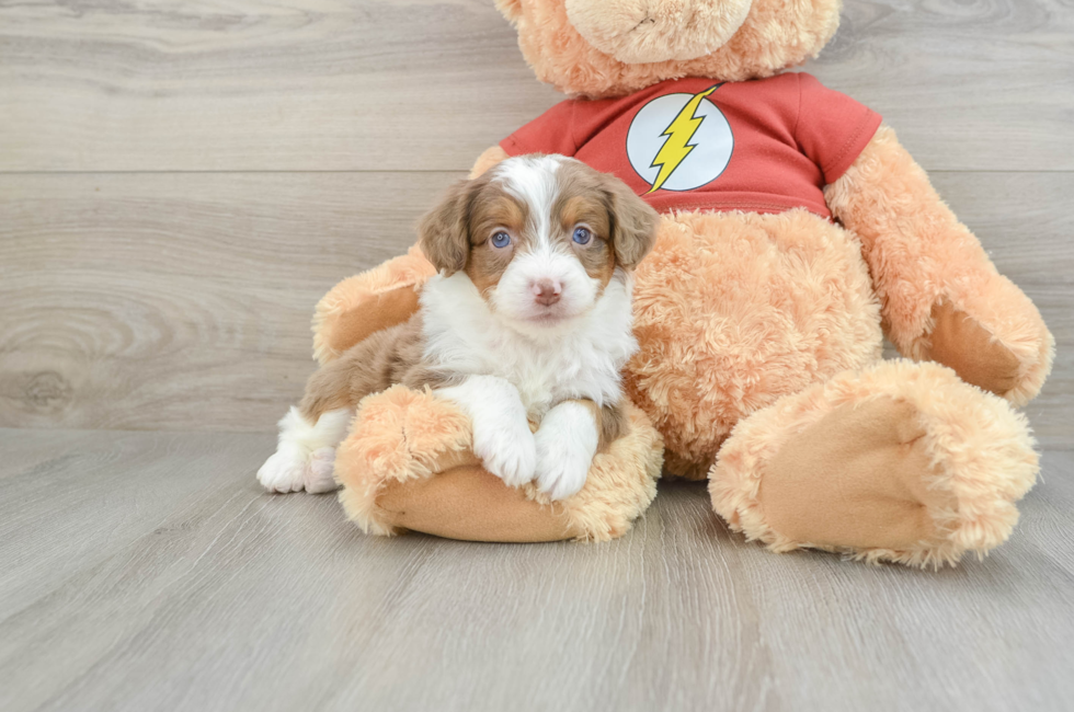 7 week old Mini Aussiedoodle Puppy For Sale - Seaside Pups