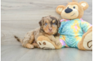 Playful Mini Aussiepoodle Poodle Mix Puppy