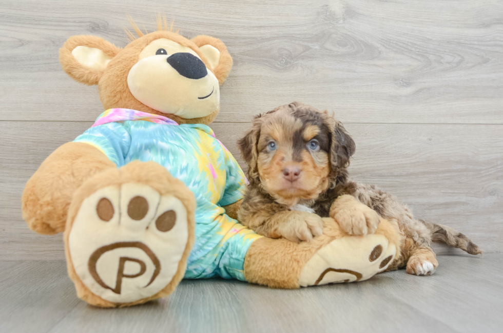 6 week old Mini Aussiedoodle Puppy For Sale - Seaside Pups