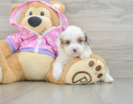 8 week old Mini Aussiedoodle Puppy For Sale - Seaside Pups