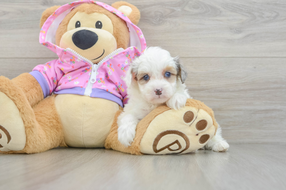 6 week old Mini Aussiedoodle Puppy For Sale - Seaside Pups