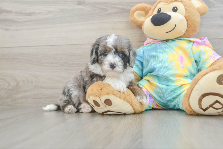 Sweet Mini Aussiedoodle Baby
