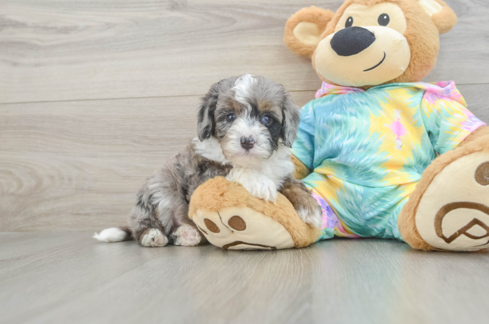 5 week old Mini Aussiedoodle Puppy For Sale - Seaside Pups