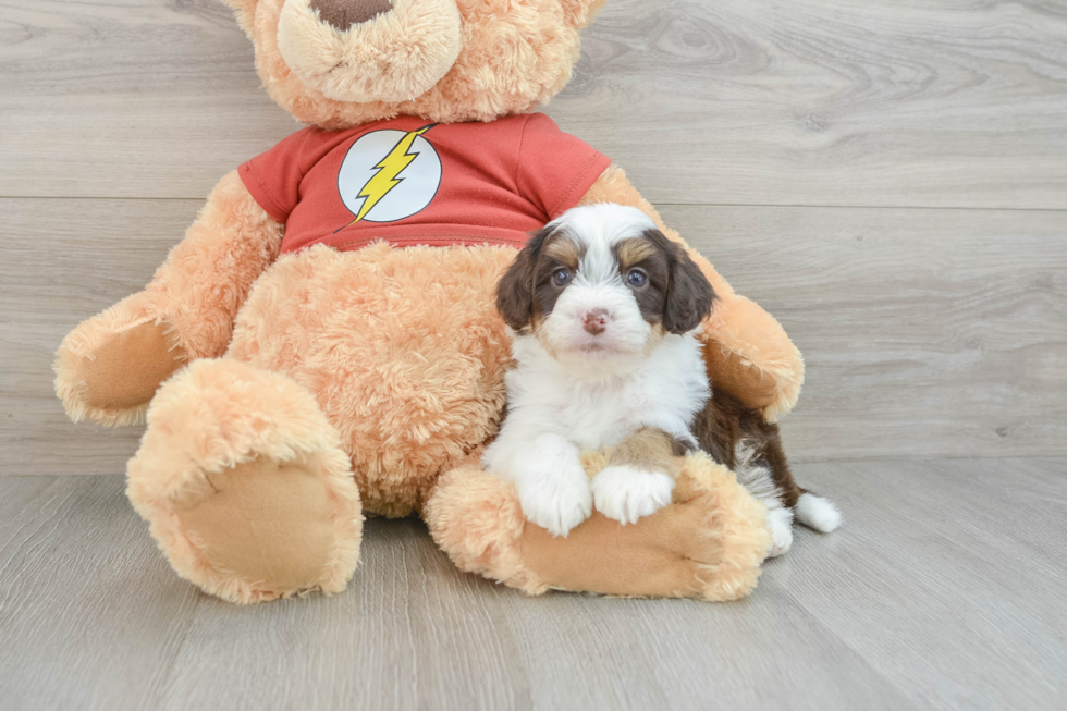 Best Mini Aussiedoodle Baby