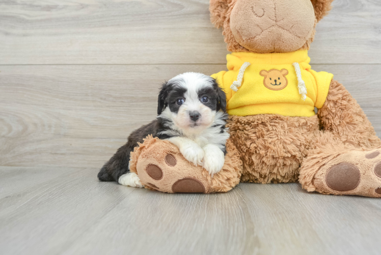 Energetic Aussie Poo Poodle Mix Puppy