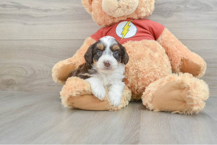 Mini Aussiedoodle Pup Being Cute