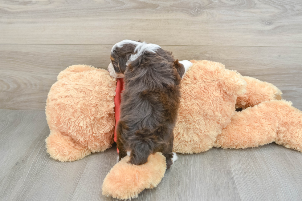 Smart Mini Aussiedoodle Poodle Mix Pup