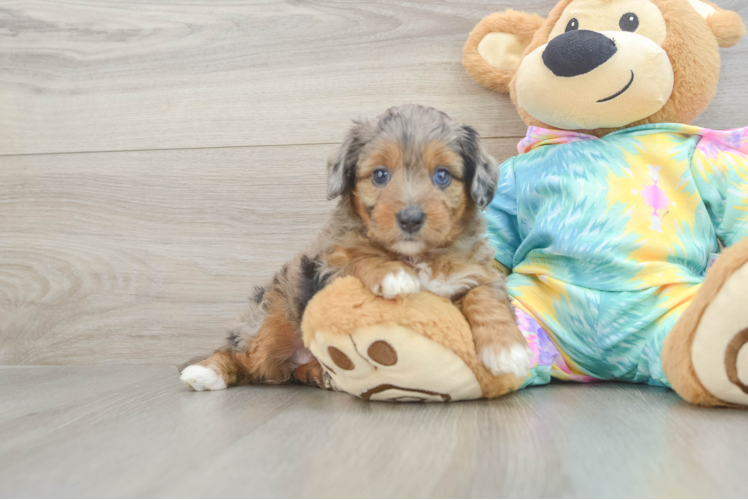 Cute Mini Aussiedoodle Baby