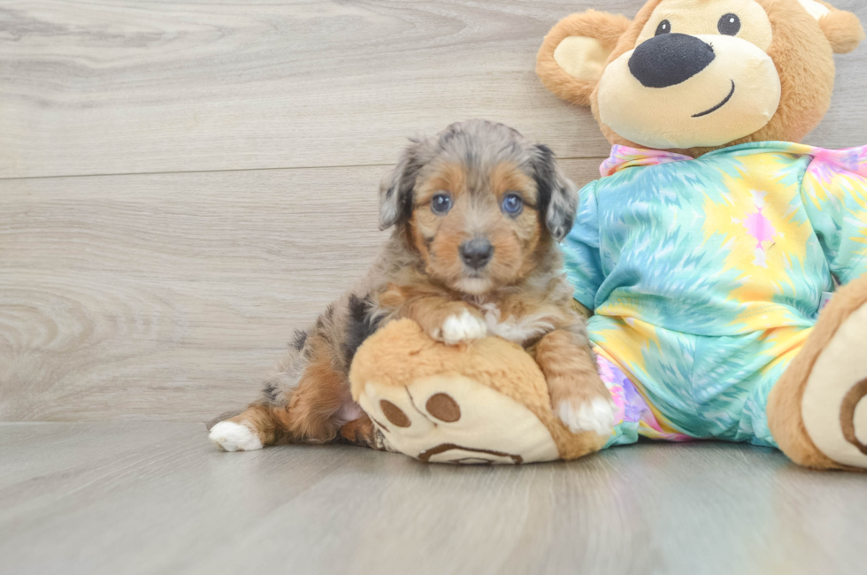 5 week old Mini Aussiedoodle Puppy For Sale - Seaside Pups