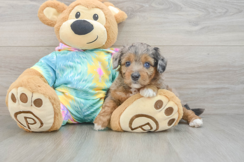 Meet Prue - our Mini Aussiedoodle Puppy Photo 3/3 - Seaside Pups