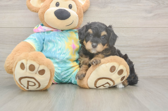 Mini Aussiedoodle Puppy for Adoption