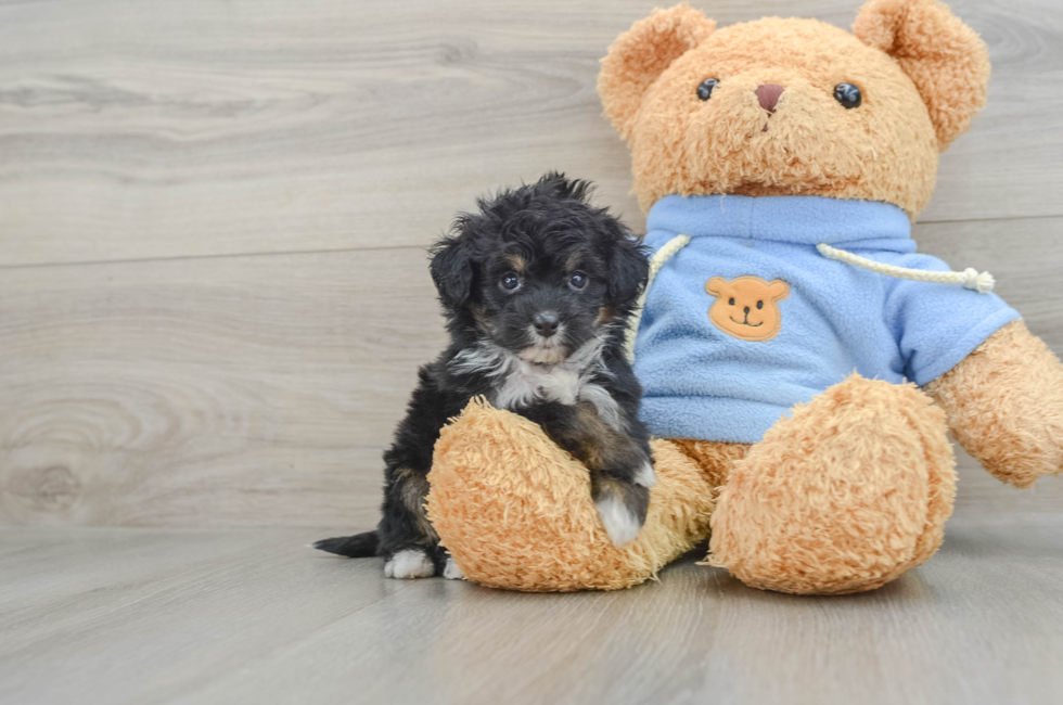 7 week old Mini Aussiedoodle Puppy For Sale - Seaside Pups