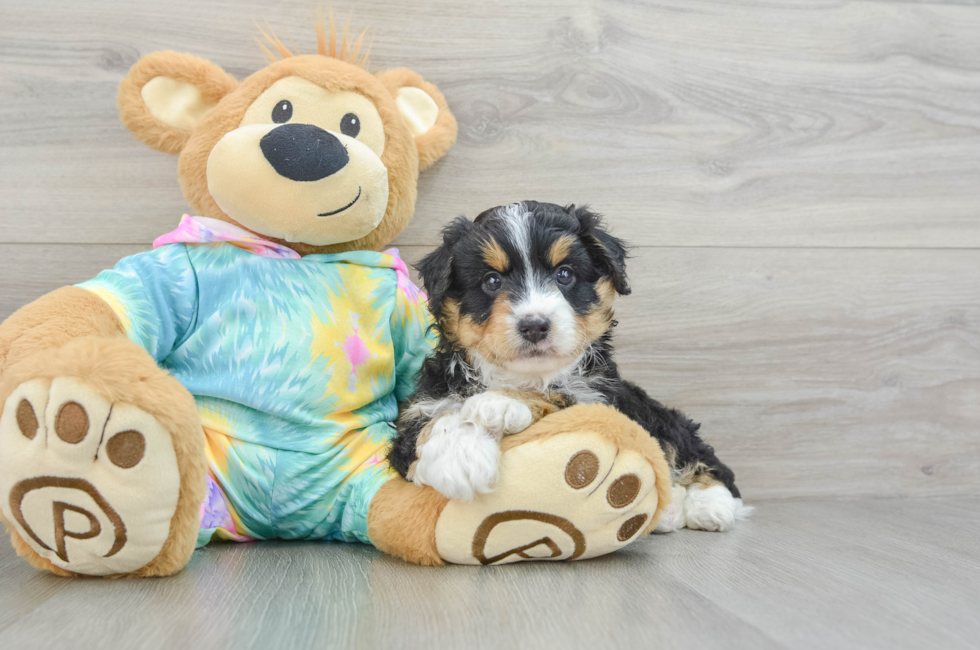 6 week old Mini Aussiedoodle Puppy For Sale - Seaside Pups