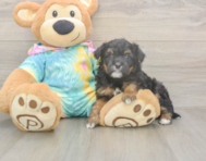 7 week old Mini Aussiedoodle Puppy For Sale - Seaside Pups