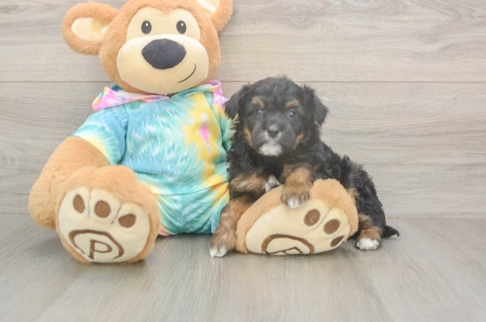 5 week old Mini Aussiedoodle Puppy For Sale - Seaside Pups