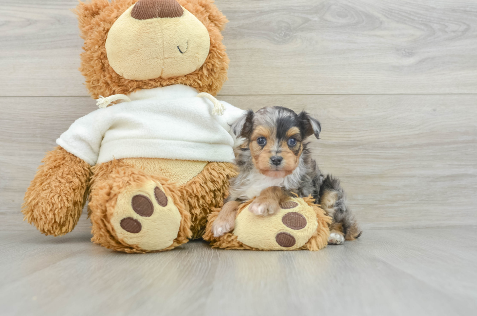 6 week old Mini Aussiedoodle Puppy For Sale - Seaside Pups