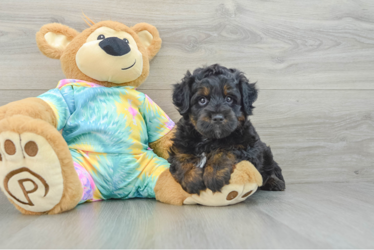 Mini Aussiedoodle Puppy for Adoption