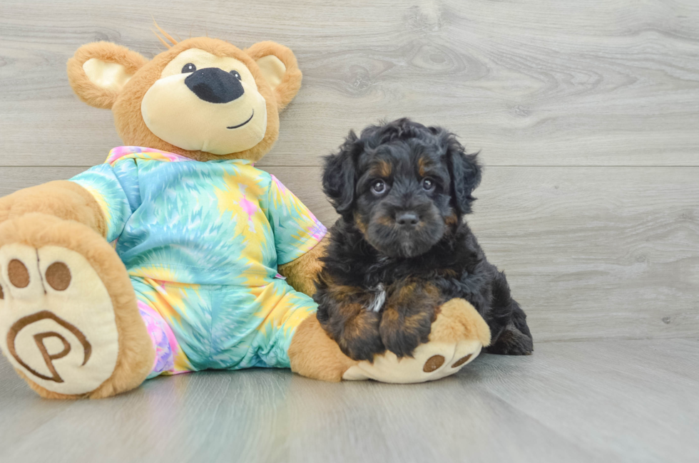 7 week old Mini Aussiedoodle Puppy For Sale - Seaside Pups