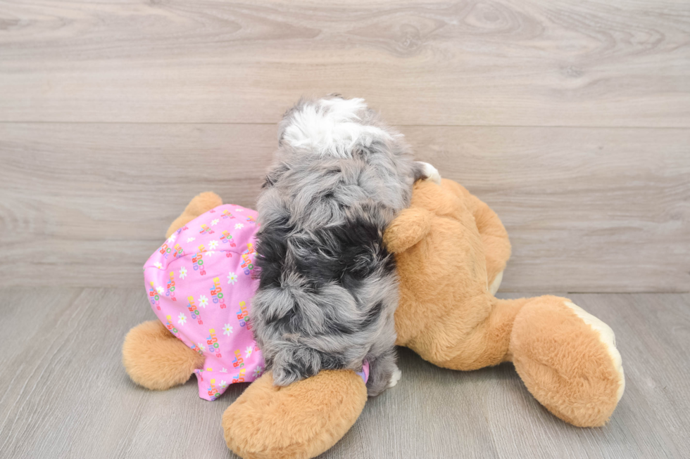 Hypoallergenic Aussiepoo Poodle Mix Puppy