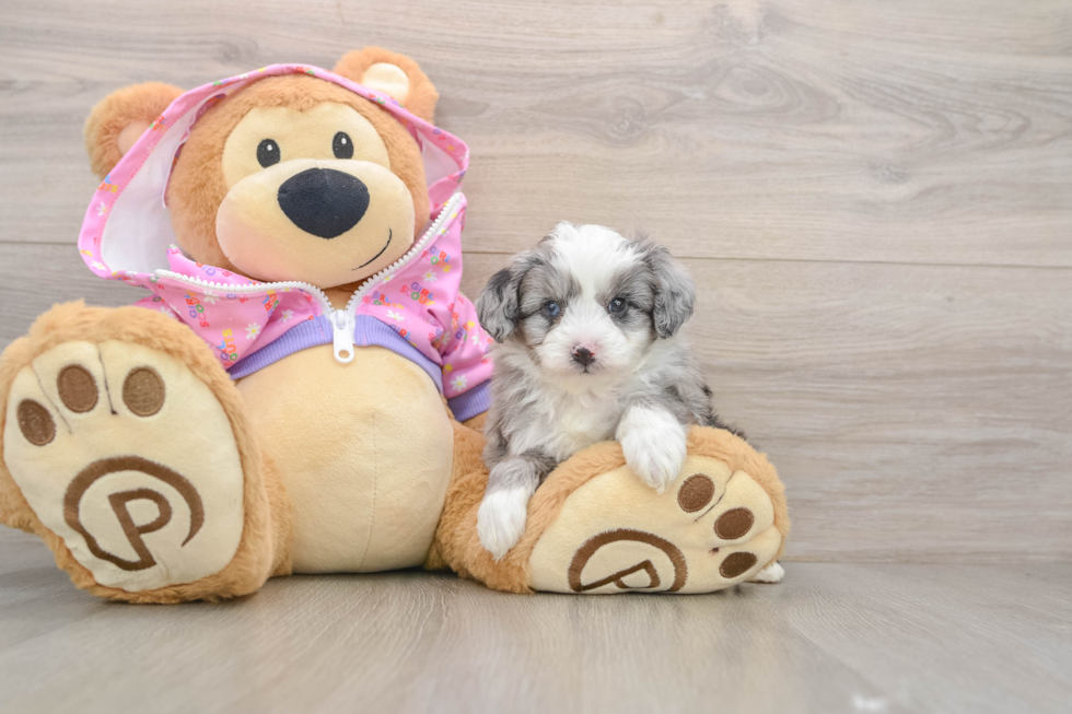 Happy Mini Aussiedoodle Baby