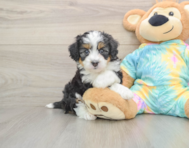 6 week old Mini Aussiedoodle Puppy For Sale - Seaside Pups