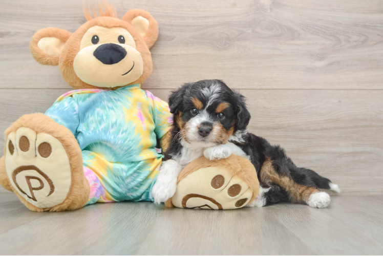 Sweet Mini Aussiedoodle Baby
