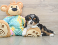 8 week old Mini Aussiedoodle Puppy For Sale - Seaside Pups