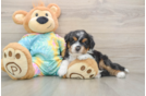 Sweet Mini Aussiedoodle Baby