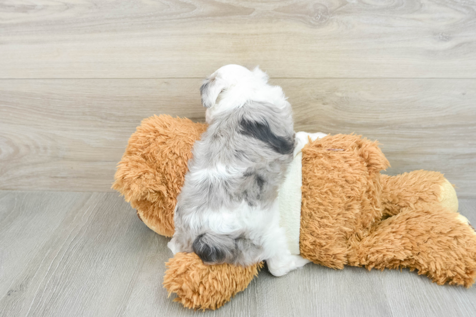 Best Mini Aussiedoodle Baby