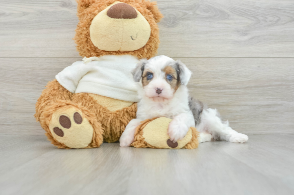 6 week old Mini Aussiedoodle Puppy For Sale - Seaside Pups