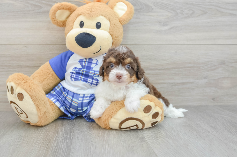 7 week old Mini Aussiedoodle Puppy For Sale - Seaside Pups