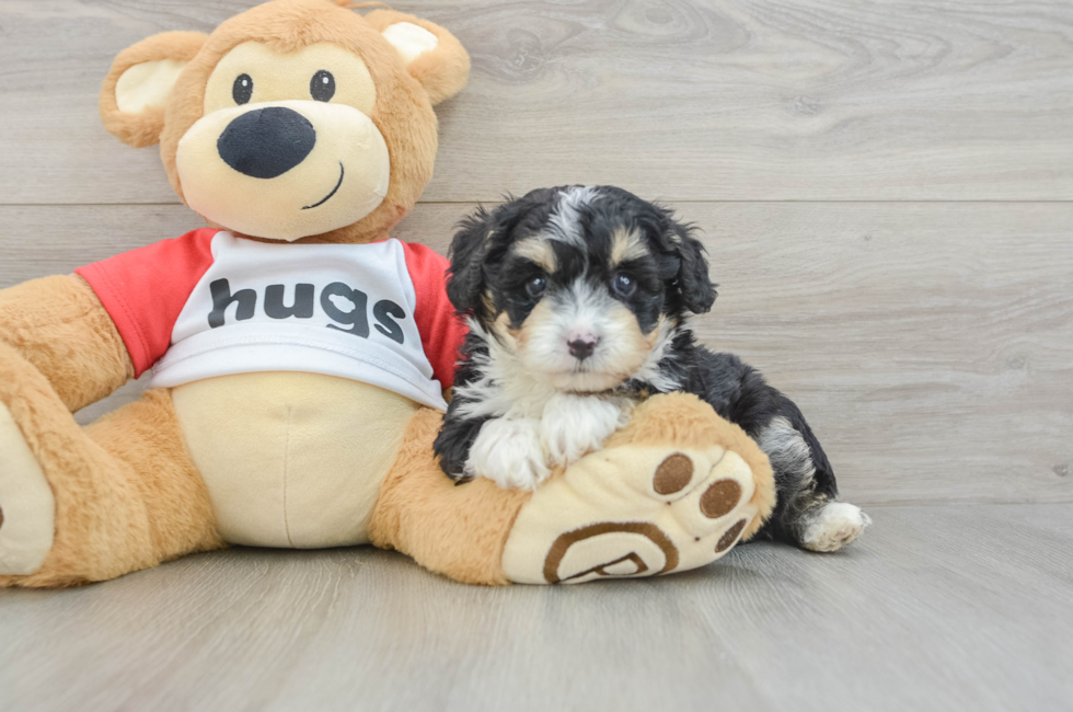 6 week old Mini Aussiedoodle Puppy For Sale - Seaside Pups