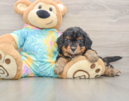 6 week old Mini Aussiedoodle Puppy For Sale - Seaside Pups